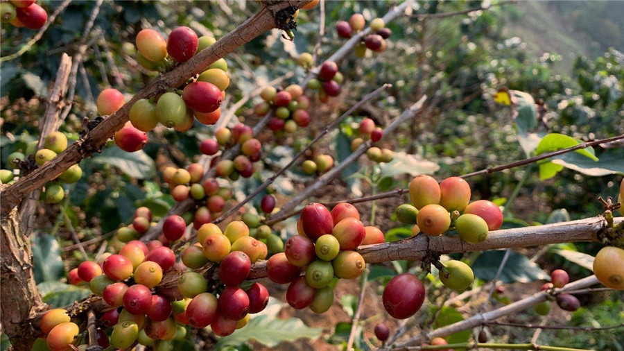 16_The First Coffee Tree in China: Dali's Zhukula